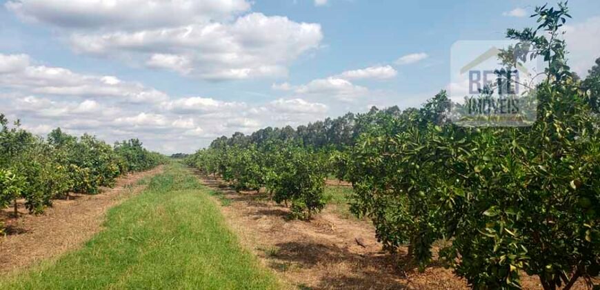Fazenda de Laranja e Cana com 176,15 alqueires Rica em água com 2 represas | Araraquara/ SP