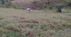 Fazenda com 128 alqueires Ótimo investimento na agropecuária no Norte Fluminense | Cambuci/ RJ