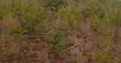 Oportunidade Única: Fazenda Excepcional 980 alqueires Pista de pouso em Tocantins