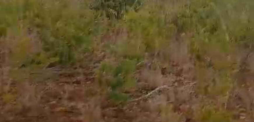 Oportunidade Única: Fazenda Excepcional 980 alqueires Pista de pouso em Tocantins