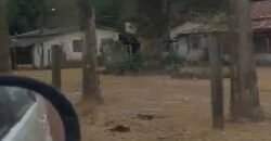 Oportunidade Única: Fazenda Excepcional 980 alqueires Pista de pouso em Tocantins