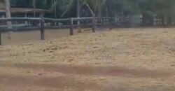 Oportunidade Única: Fazenda Excepcional 980 alqueires Pista de pouso em Tocantins
