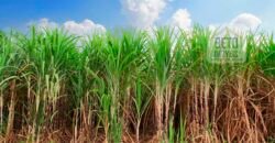 Fazenda à Venda com 2.044 alqueires plantio de cana Toda infraestrutura | São Paulo Fazenda à Venda com 2.044 alqueires plantio de cana Toda infraestrutura | São Paulo