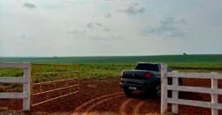 Oportunidade: Fazenda à Venda 250 alqueires para Pecuária | Presidente Eptácio/ SP