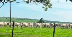 Oportunidade: Fazenda à Venda 250 alqueires para Pecuária | Presidente Eptácio/ SP