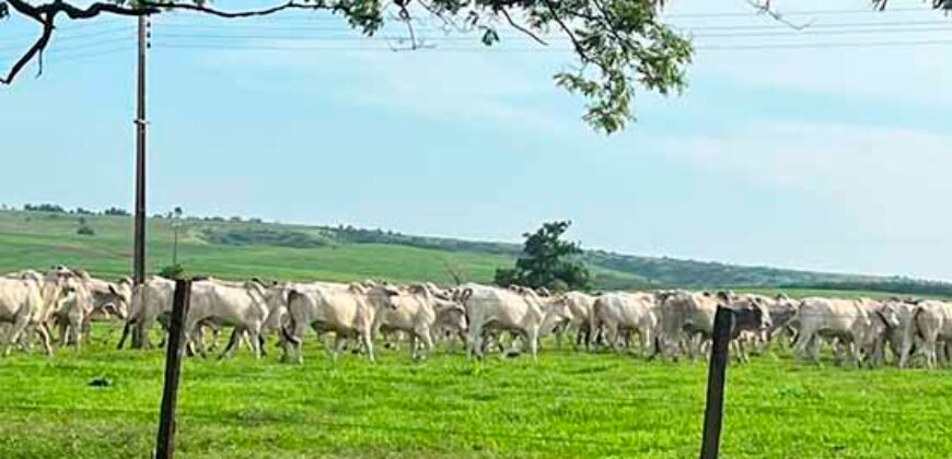Oportunidade: Fazenda à Venda 250 alqueires para Pecuária | Presidente Eptácio/ SP