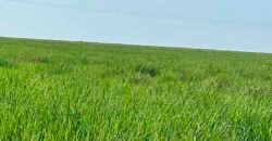 Oportunidade: Fazenda à Venda 250 alqueires para Pecuária | Presidente Eptácio/ SP