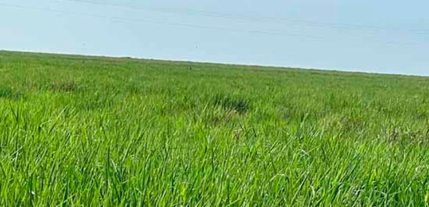 Oportunidade: Fazenda à Venda 250 alqueires para Pecuária | Presidente Eptácio/ SP