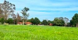 Oportunidade: Fazenda à Venda 250 alqueires para Pecuária | Presidente Eptácio/ SP