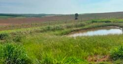 Oportunidade: Fazenda à Venda 250 alqueires para Pecuária | Presidente Eptácio/ SP