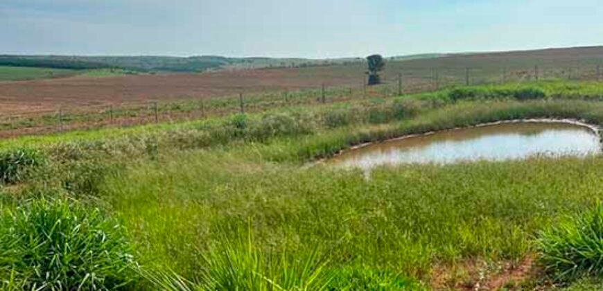 Oportunidade: Fazenda à Venda 250 alqueires para Pecuária | Presidente Eptácio/ SP