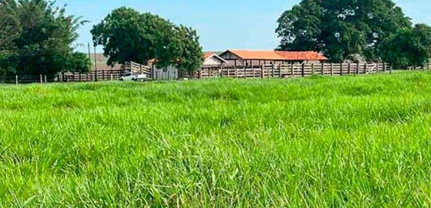 Oportunidade: Fazenda à Venda 250 alqueires para Pecuária | Presidente Eptácio/ SP