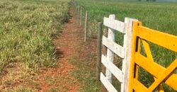 Oportunidade: Fazenda à Venda 250 alqueires para Pecuária | Presidente Eptácio/ SP