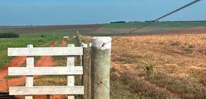 Oportunidade: Fazenda à Venda 250 alqueires para Pecuária | Presidente Eptácio/ SP