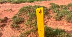 Oportunidade: Fazenda à Venda 250 alqueires para Pecuária | Presidente Eptácio/ SP