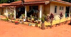 Oportunidade: Fazenda à Venda 250 alqueires para Pecuária | Presidente Eptácio/ SP