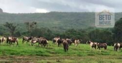 Excelente Fazenda à Venda 20.990 hectares Completa para pecuária | Novo São Joaquim/ MT