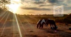Excelente Fazenda à Venda 20.990 hectares Completa para pecuária | Novo São Joaquim/ MT
