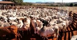 Excelente Fazenda à Venda 20.990 hectares Completa para pecuária | Novo São Joaquim/ MT