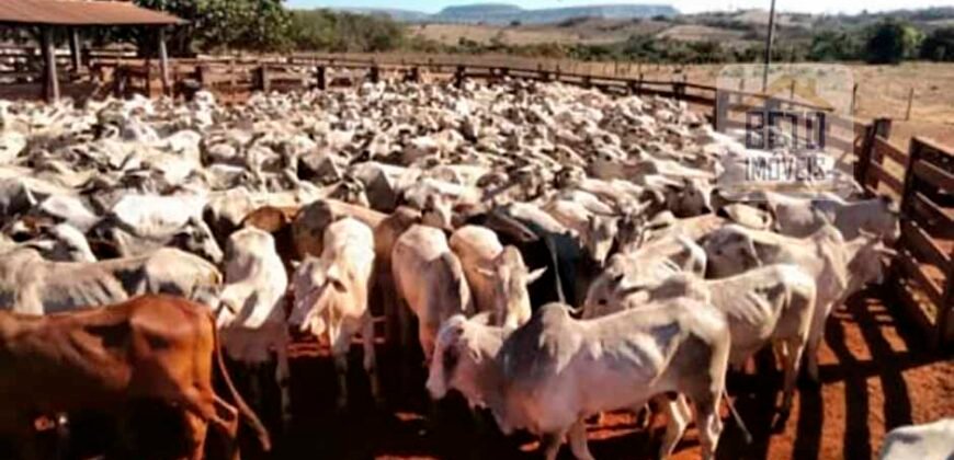 Excelente Fazenda à Venda 20.990 hectares Completa para pecuária | Novo São Joaquim/ MT