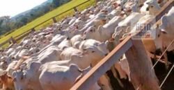 Excelente Fazenda à Venda 20.990 hectares Completa para pecuária | Novo São Joaquim/ MT