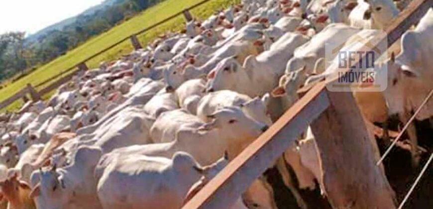 Excelente Fazenda à Venda 20.990 hectares Completa para pecuária | Novo São Joaquim/ MT