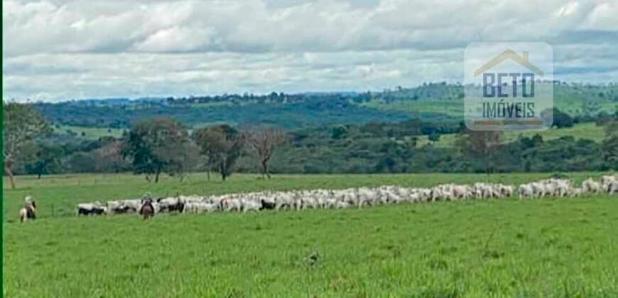 Excelente Fazenda à Venda 20.990 hectares Completa para pecuária | Novo São Joaquim/ MT