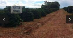 Oportunidade Única. Fazenda Café, Cereais e Pecuária 1.060 hectares Infraestrutura Completa | Região de Araxá/ MG