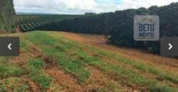 Oportunidade Única. Fazenda Café, Cereais e Pecuária 1.060 hectares Infraestrutura Completa | Região de Araxá/ MG