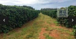 Oportunidade Única. Fazenda Café, Cereais e Pecuária 1.060 hectares Infraestrutura Completa | Região de Araxá/ MG