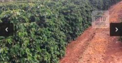 Oportunidade Única. Fazenda Café, Cereais e Pecuária 1.060 hectares Infraestrutura Completa | Região de Araxá/ MG