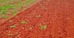 Fazenda à Venda 330 Alqueires com Pontecial Agrícula e Logística | Ribeirão Cascalheira/ MT Fazenda à Venda 330 Alqueires com Pontecial Agrícula e Logística | Ribeirão Cascalheira/ MT