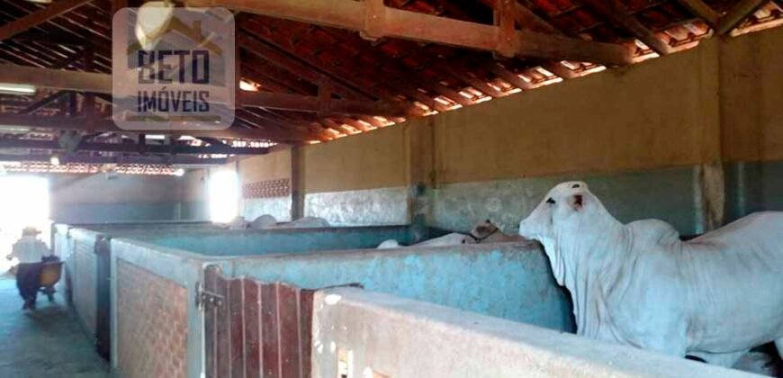 Fazenda de Alto Padrão 450 Alqueires c/ Haras, Pecuária e Lavoura de Grãos  | Região de Presidente Prudente/ SP