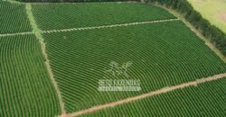 Oportunidade Única. Fazenda Café, Cereais e Pecuária 1.060 hectares Infraestrutura Completa | Região de Araxá/ MG