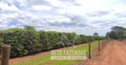 Oportunidade Única. Fazenda Café, Cereais e Pecuária 1.060 hectares Infraestrutura Completa | Região de Araxá/ MG