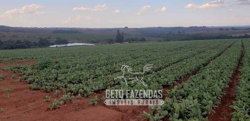 Oportunidade Única. Fazenda Café, Cereais e Pecuária 1.060 hectares Infraestrutura Completa | Região de Araxá/ MG