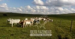 Oportunidade Única. Fazenda Café, Cereais e Pecuária 1.060 hectares Infraestrutura Completa | Região de Araxá/ MG