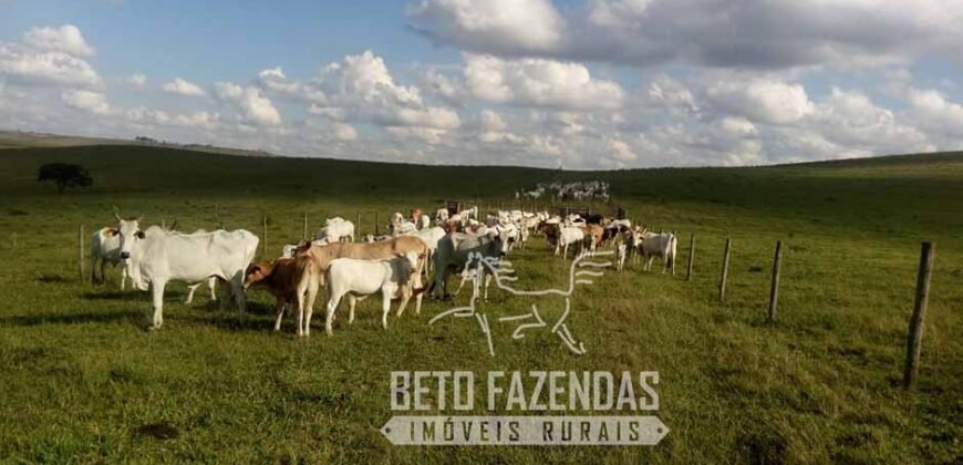 Oportunidade Única. Fazenda Café, Cereais e Pecuária 1.060 hectares Infraestrutura Completa | Região de Araxá/ MG