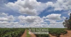 Oportunidade Única. Fazenda Café, Cereais e Pecuária 1.060 hectares Infraestrutura Completa | Região de Araxá/ MG