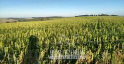 Oportunidade Única. Fazenda Café, Cereais e Pecuária 1.060 hectares Infraestrutura Completa | Região de Araxá/ MG