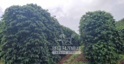 Oportunidade Única. Fazenda Café, Cereais e Pecuária 1.060 hectares Infraestrutura Completa | Região de Araxá/ MG