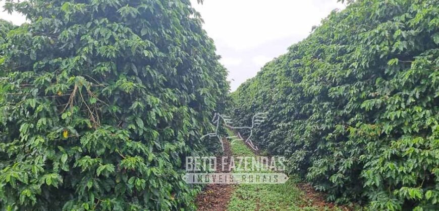 Oportunidade Única. Fazenda Café, Cereais e Pecuária 1.060 hectares Infraestrutura Completa | Região de Araxá/ MG