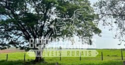 Oportunidade: Fazenda à Venda 250 alqueires para Pecuária | Presidente Eptácio/ SP