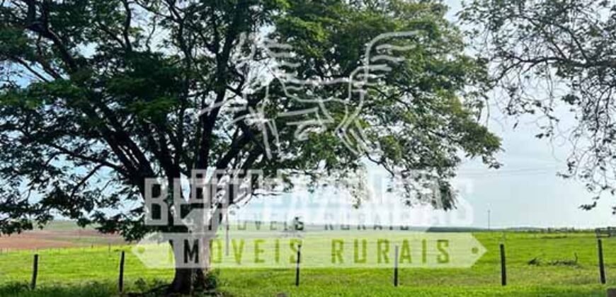 Oportunidade: Fazenda à Venda 250 alqueires para Pecuária | Presidente Eptácio/ SP