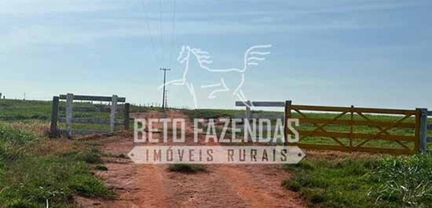 Oportunidade: Fazenda à Venda 250 alqueires para Pecuária | Presidente Eptácio/ SP