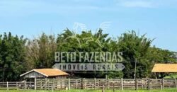 Oportunidade: Fazenda à Venda 250 alqueires para Pecuária | Presidente Eptácio/ SP