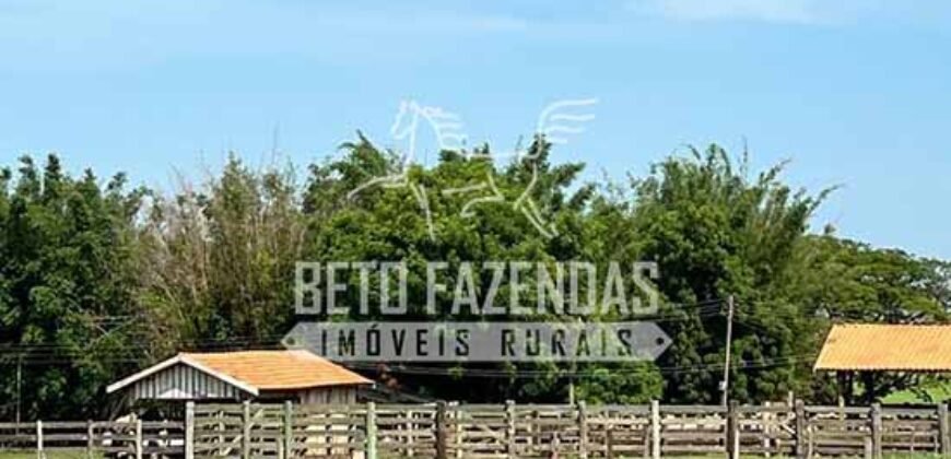 Oportunidade: Fazenda à Venda 250 alqueires para Pecuária | Presidente Eptácio/ SP