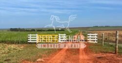 Oportunidade: Fazenda à Venda 250 alqueires para Pecuária | Presidente Eptácio/ SP