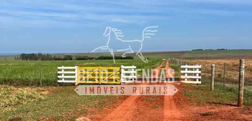 Oportunidade: Fazenda à Venda 250 alqueires para Pecuária | Presidente Eptácio/ SP