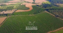 Oportunidade! Fazenda de Café com Difersidade Agrícola e Pecuária 5050 hectares | Região de Araxá/ MG Oportunidade! Fazenda de Café com Difersidade Agrícola e Pecuária 5050 hectares | Região de Araxá/ MG